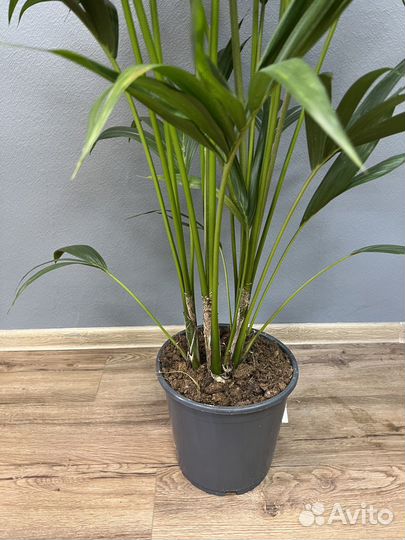 Пальма Ховея H 138 см