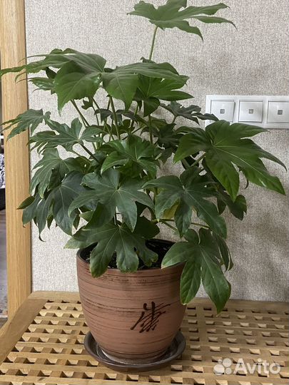 Фатсия японская