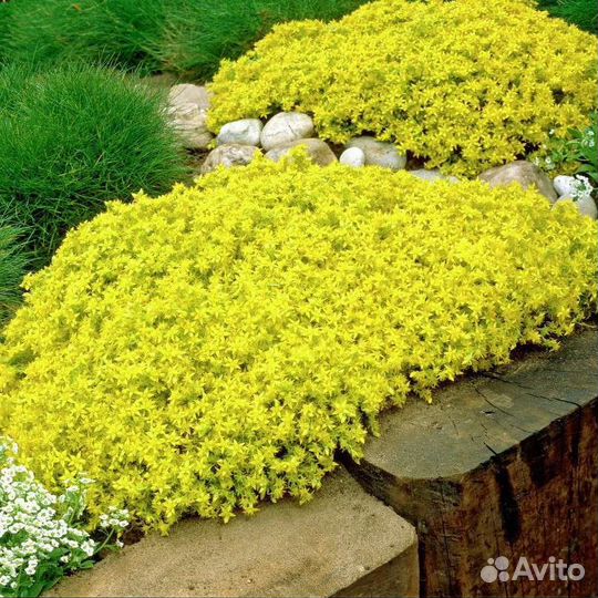 Почвопокровные растения