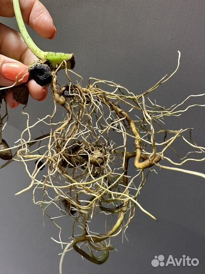 Эрипремнум Golden flame