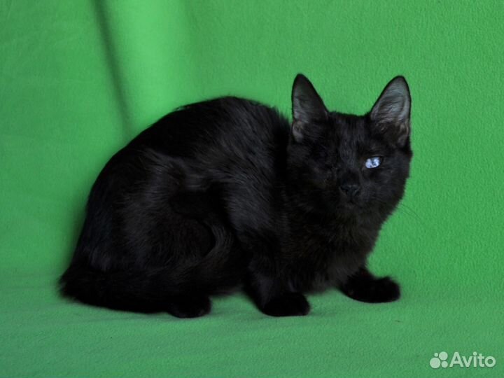 Особенная кошечка Ириска ищет дом