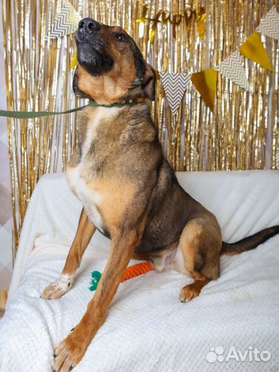 Август ищет семью