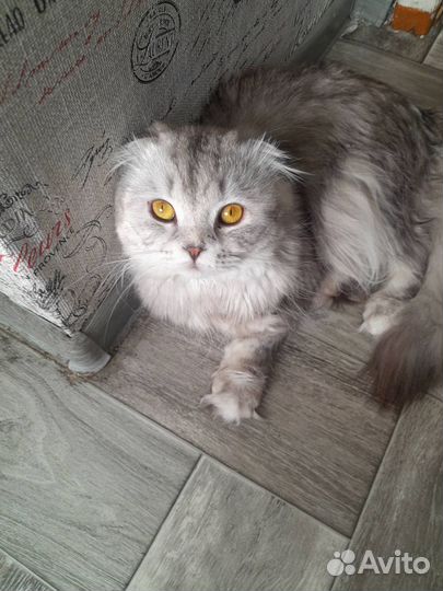 Шотландский котик