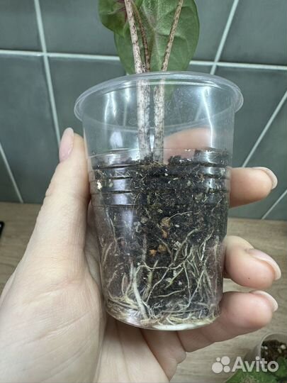 Каладиум Rosebud (детки)