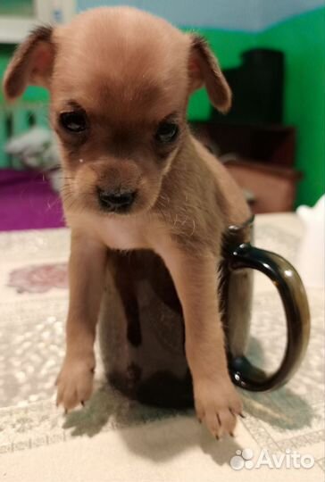 Мини той-терьер щенки