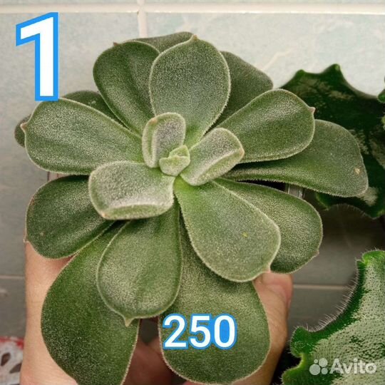 Суккуленты