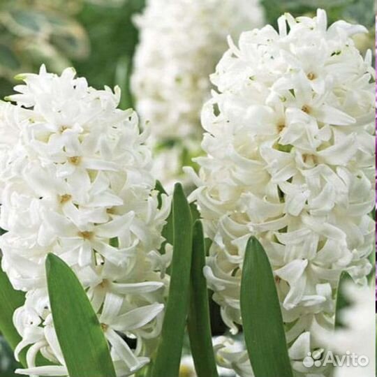 Луковицы гиацинтов