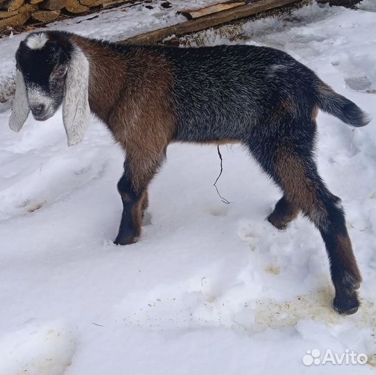 Англо-нубийские козлики 100 %