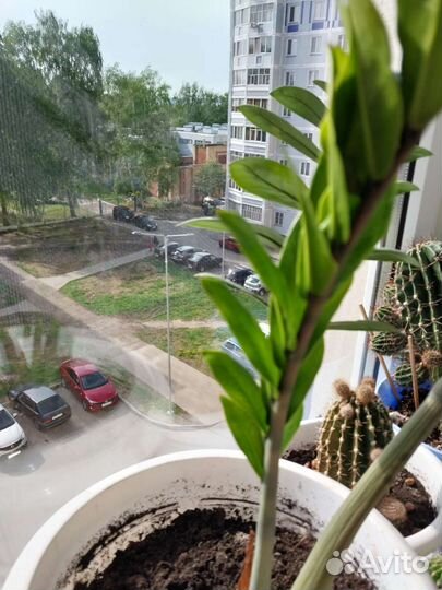 Цветы кактусы цветущиенское счастье