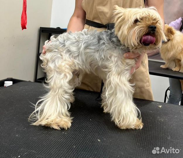 Услуги грумера