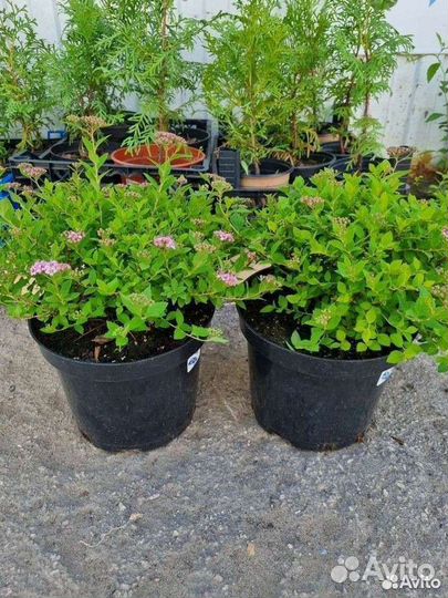 Спирея Литл принцесс