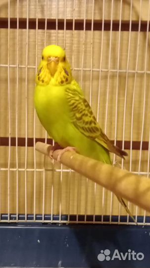 Волнистые попугаи