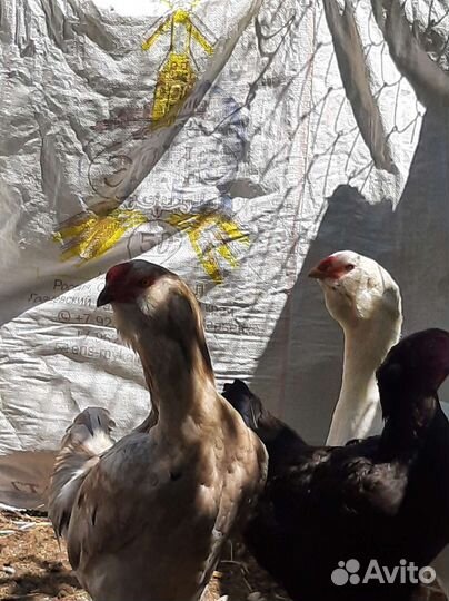 Куры и петух Гергебильские