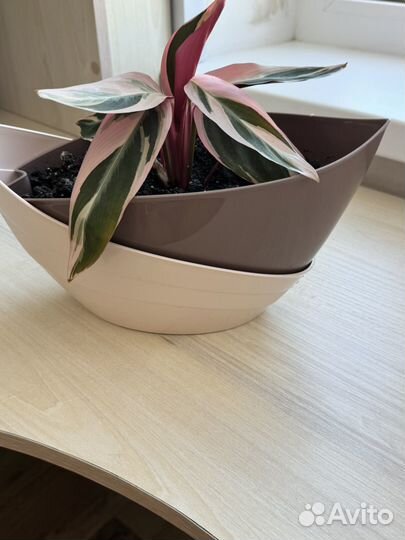 Калатея строманта