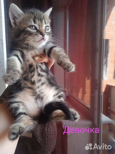 Кошка