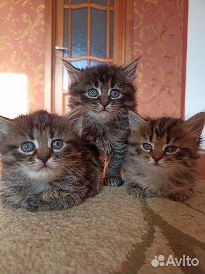 Котята