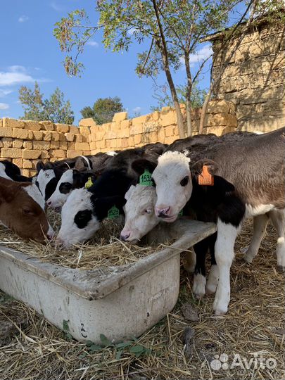 Продам бычков