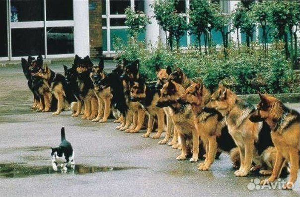 Кинолог - помощь собакам и их хозяевам