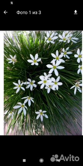 Зефирантес розовый и белый