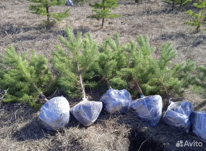 Сосна / Ель обыкновенная