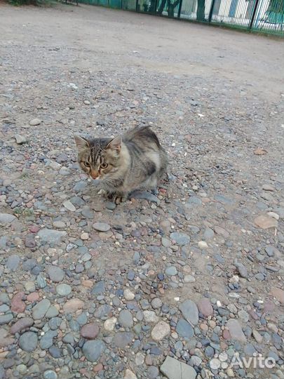 Пристраиваем котика
