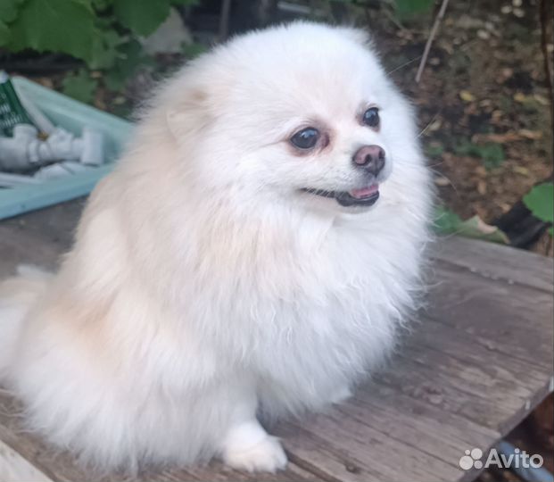 Шпиц вязка девочка