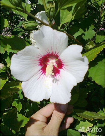 Гибискус лаванда бересклет