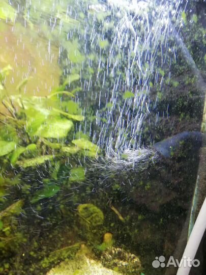 Аквариум на 140л