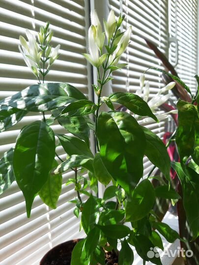 Цветы живые домашние