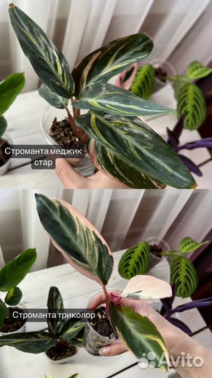 Традесканции сортовые