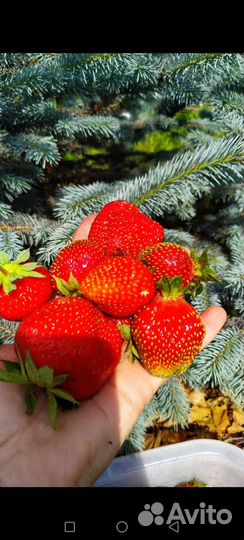 Земляника садовая. Клубника. Ремонтая