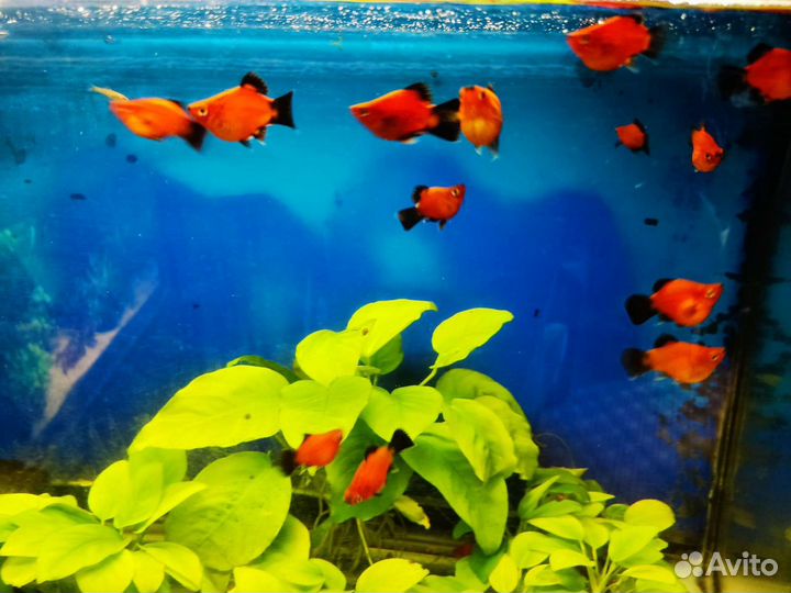 Пецилия дисковая