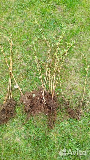 Малина жёлтая крупная сладкая