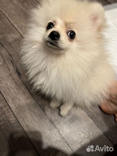 Цвергшпиц померанский