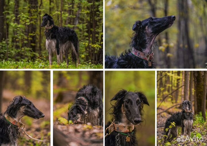 Фотограф анималист