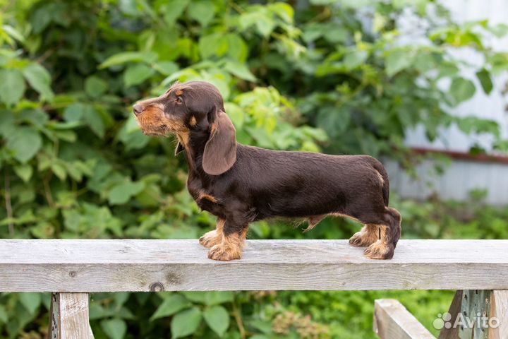 Такса жесткошерстная кроличья