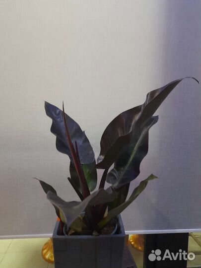 Филодендрон редький imperial red