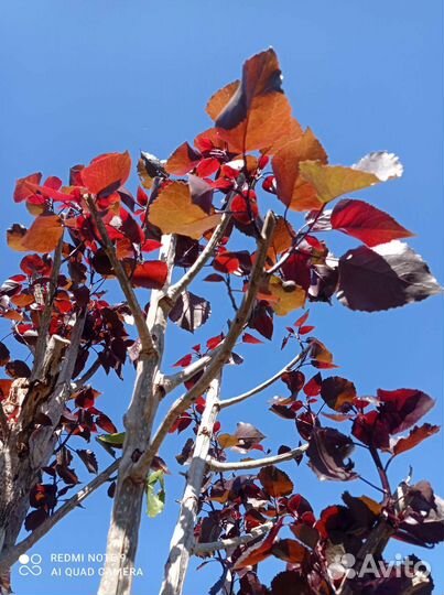 Тополь дельтовидный красный(Purple Tower)