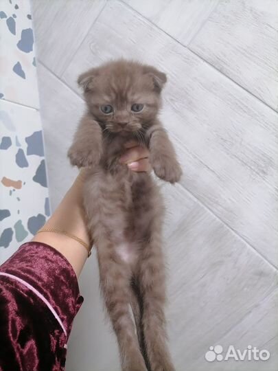 Котята британцы