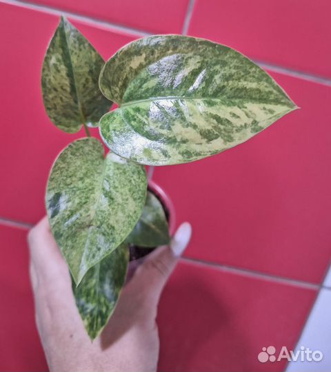 Антуриум вариегатный