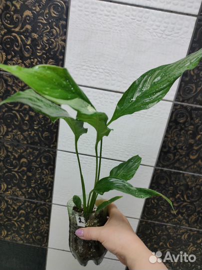 Спатифиллум Диамант вариегатный