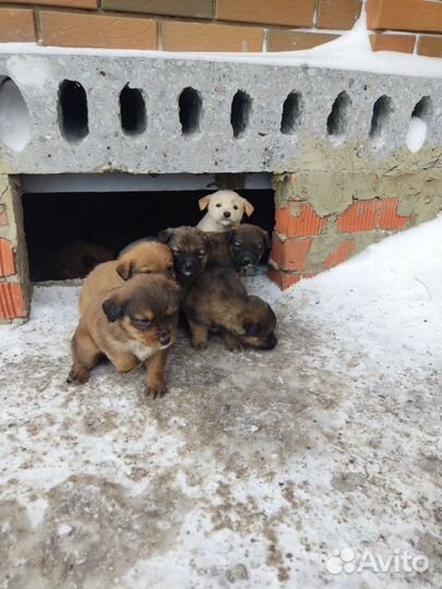 Щенки в добрые руки бесплатно