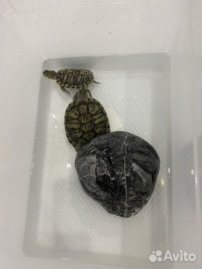 Водные черепахи