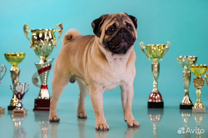 Вязка, мопс