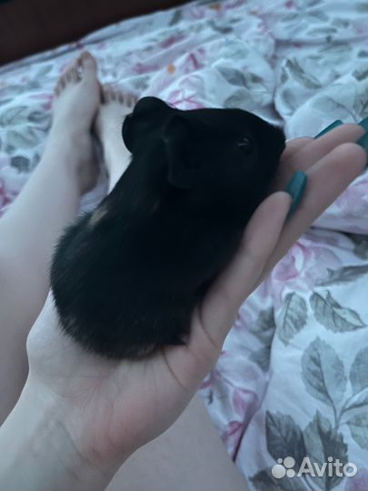 Морская свинка