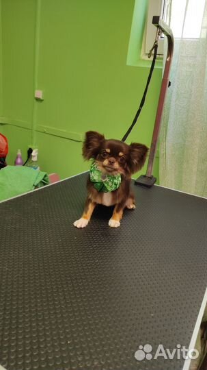 Вязка чихуахуа мальчик