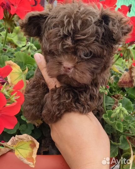 Мальтипу maltipoo teddy taecap