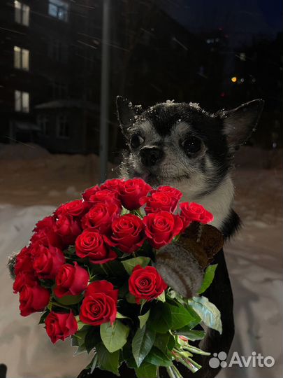 Вязка кобель чихуахуа