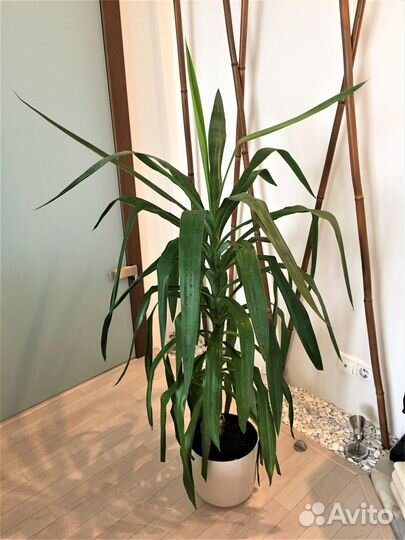 Пионы, ирис бородатый и Пальма Юкка 115 и 131 см