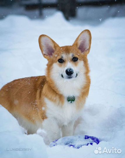 Собака для фотосессии корги пемброк